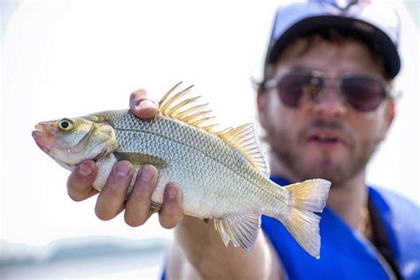 fish drum|Six Reasons to Fish for Freshwater Drum .